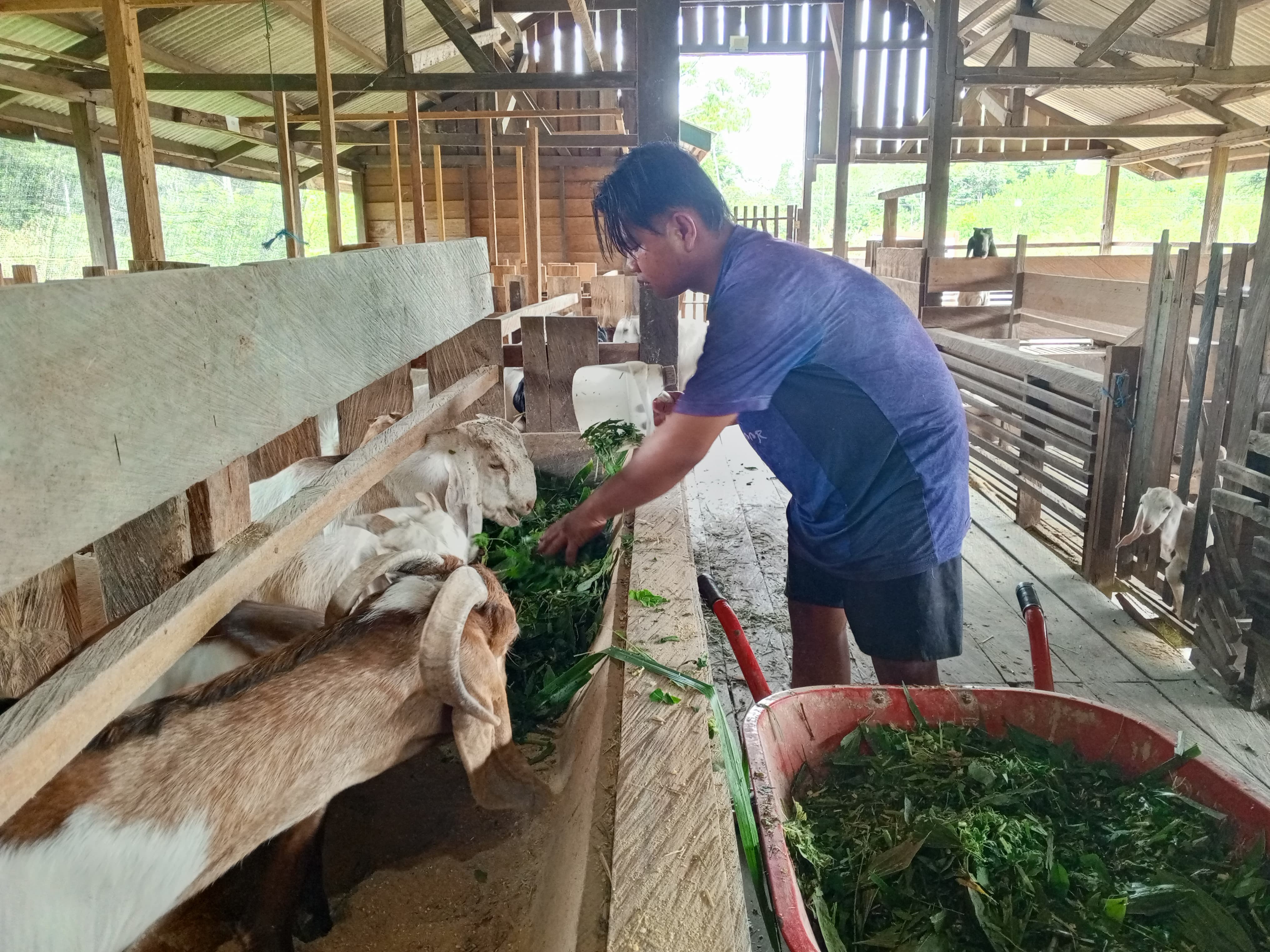 Proses Pemerasan Susu