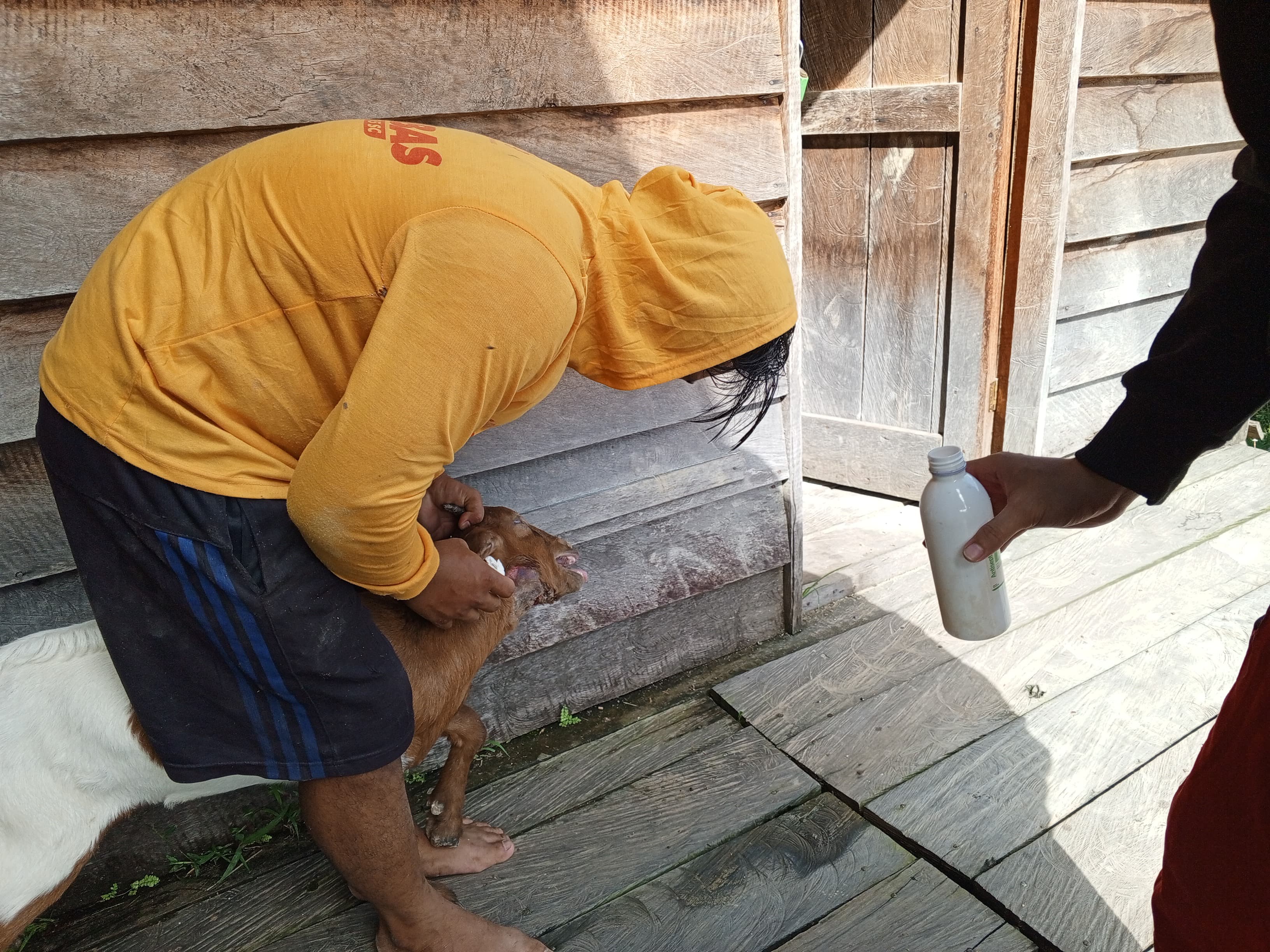 Proses Pemerasan Susu