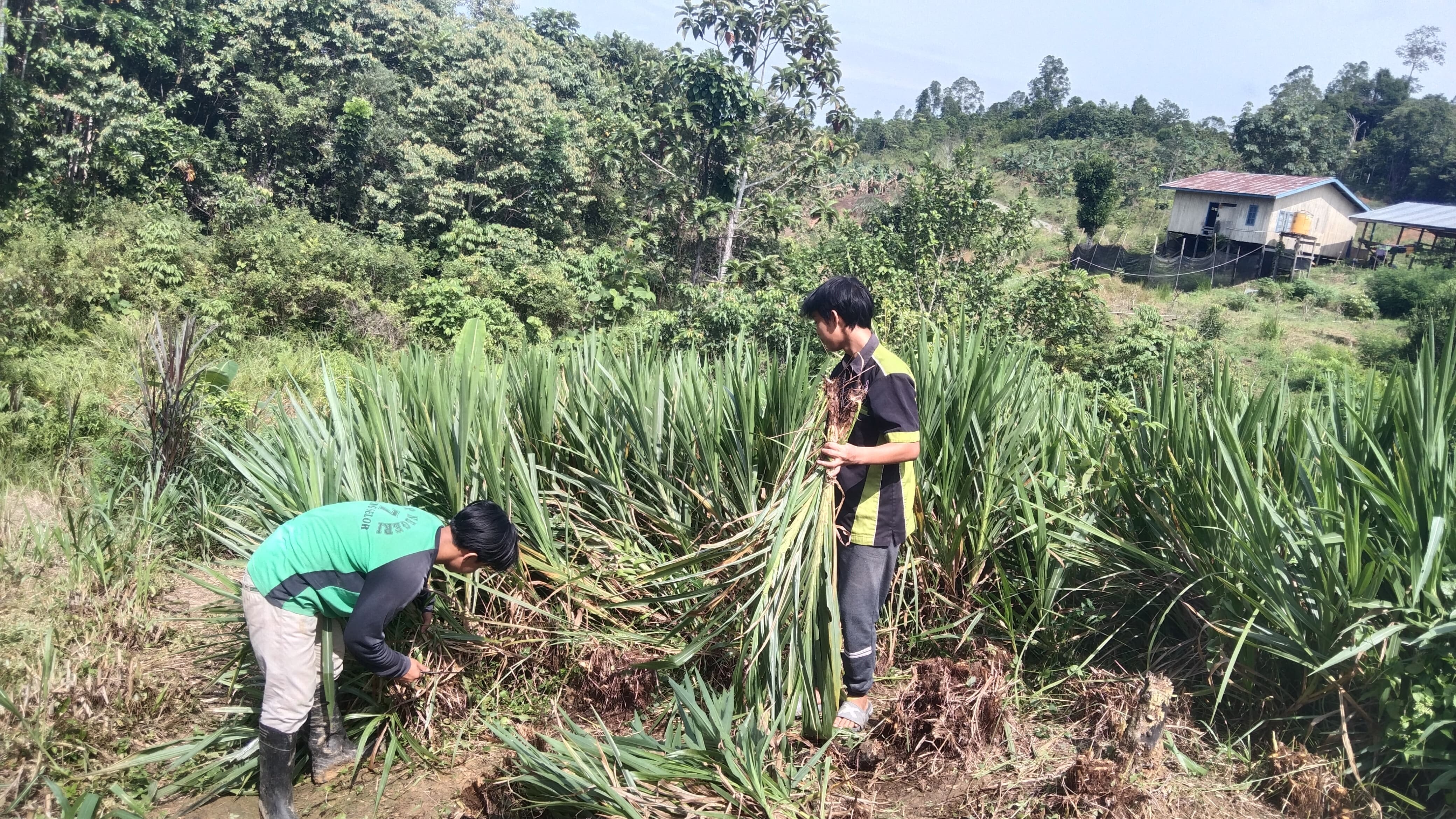 Proses Pemerasan Susu