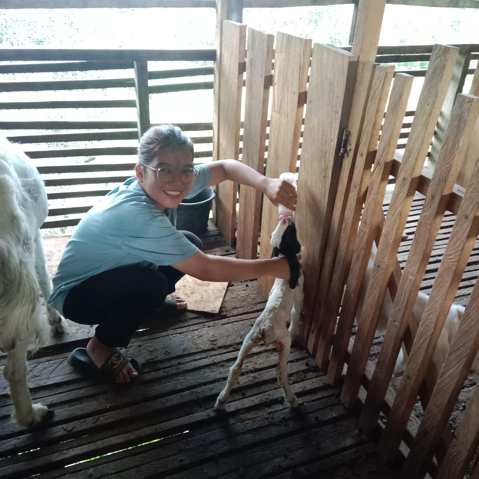 Proses Pemerasan Susu