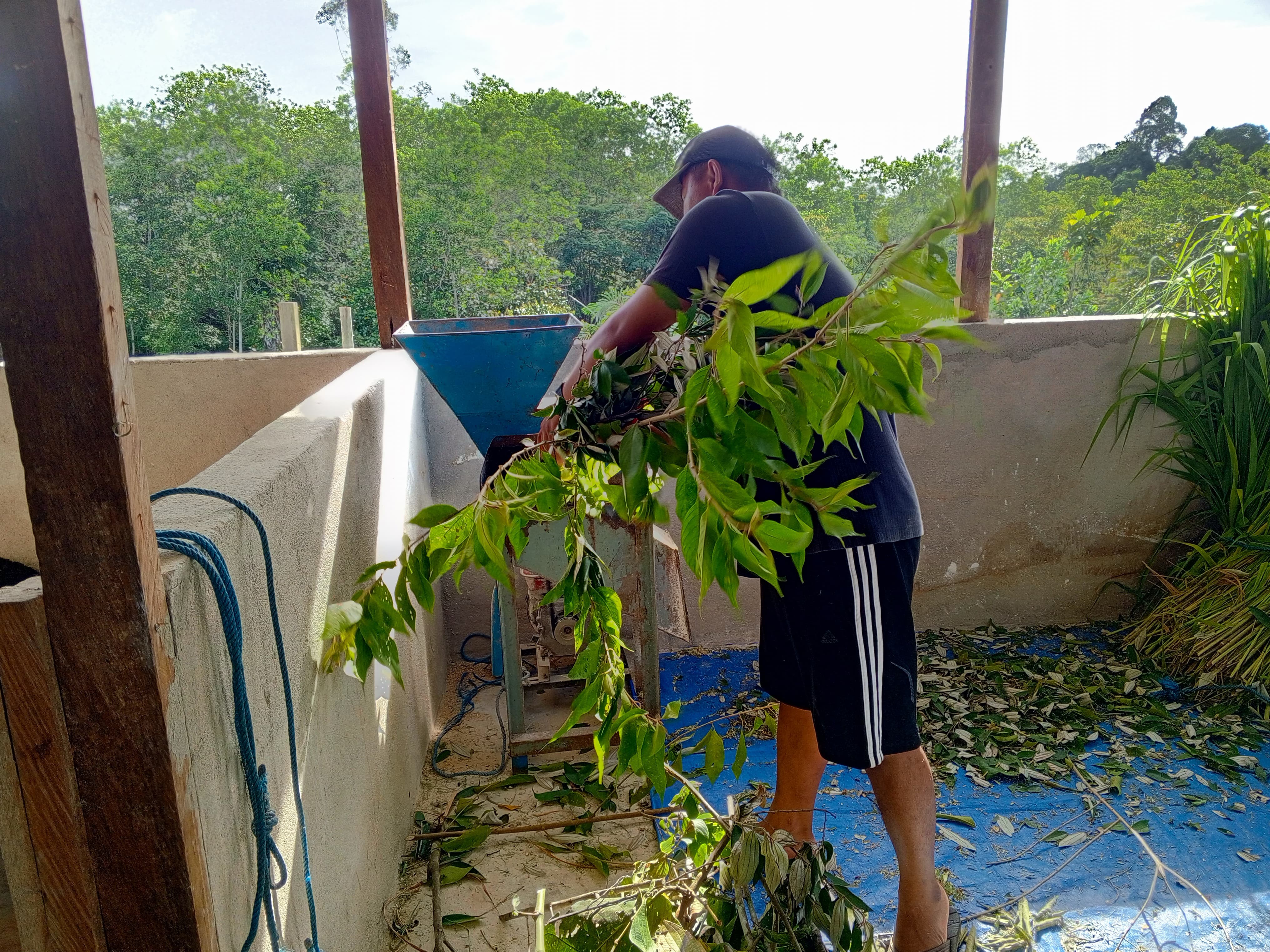 Proses Pemerasan Susu